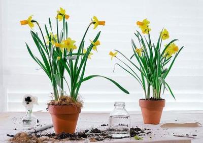 咖啡过期了有什么用途