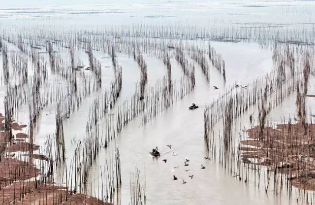 北岐滩涂图片-图片1