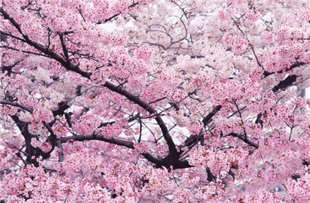 烟台樱花摄影-图片1