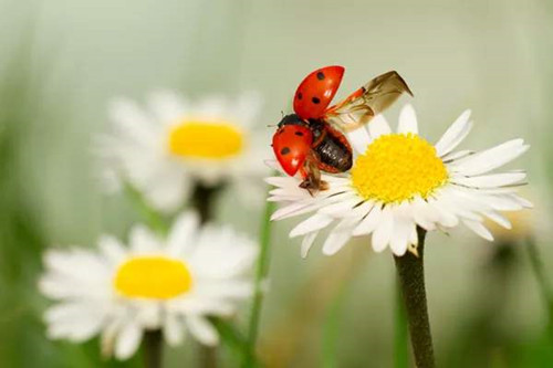 花卉摄影表现目的和摄影要点-图片6