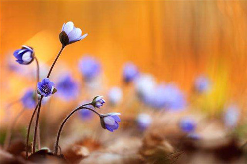 摄影照明的种类及技巧-图片6