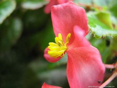 摄影倍率是什么意思