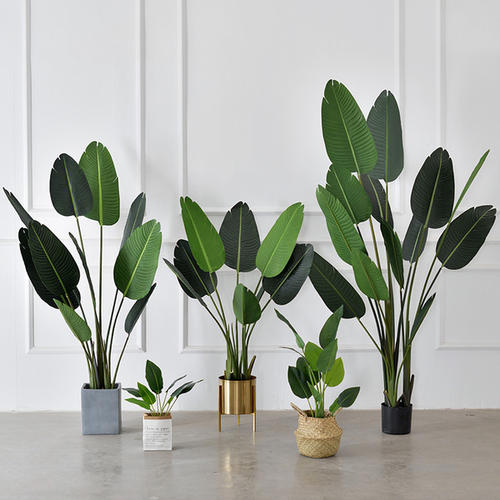 装饰室内的盆花经过-图片1