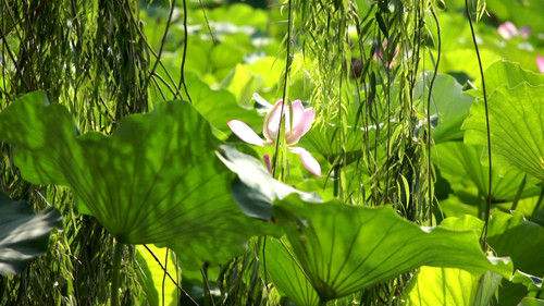 小光圈拍出浅景深技巧-图片1