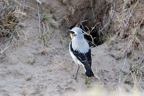 野鸟摄影的要领——松懈野鸟的警惕性-图片1