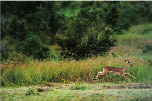 70-400mm与70-200mm镜头的选择