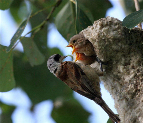 野鸟摄影的过程——接近野鸟-图片1