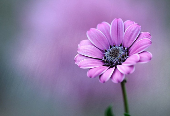 拍摄花卉摄影的技巧方法