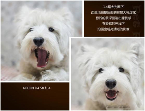 宠物摄影图片-图片1