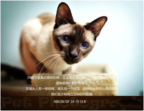 宠物摄影图片-图片5