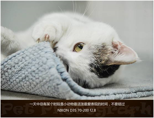 宠物摄影图片-图片12