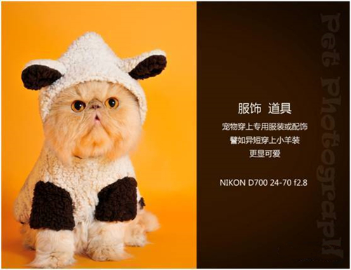 宠物摄影图片-图片21