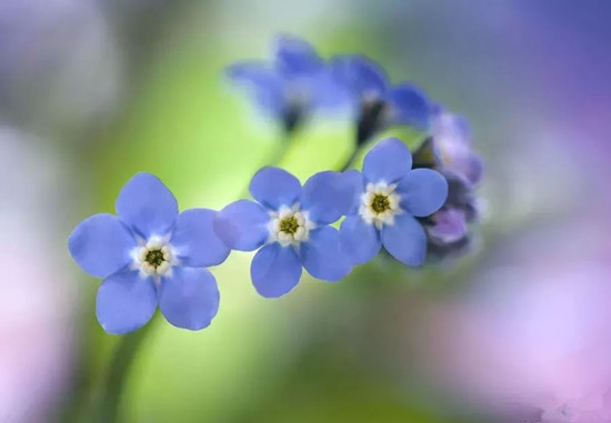 拍摄花卉摄影的技巧方法