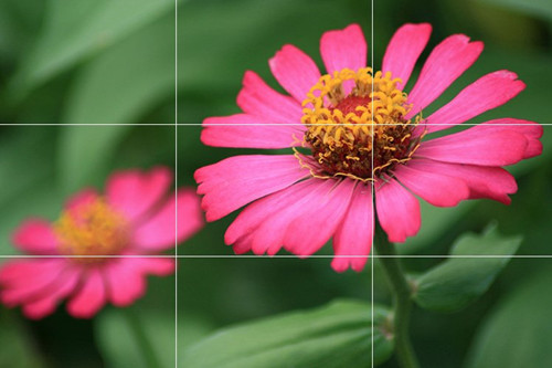 拍摄花卉摄影的技巧方法