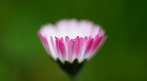 拍摄花卉摄影的技巧方法