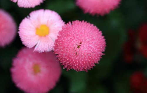 拍摄花卉摄影的技巧方法