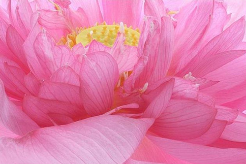 拍摄花卉摄影的技巧方法