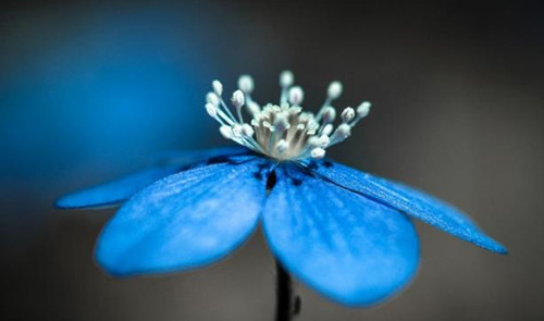 拍摄花卉摄影的技巧方法
