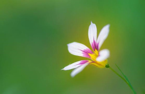 拍摄花卉摄影的技巧方法