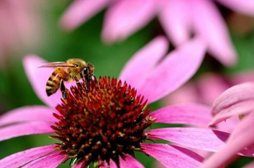 拍摄花卉摄影的技巧方法