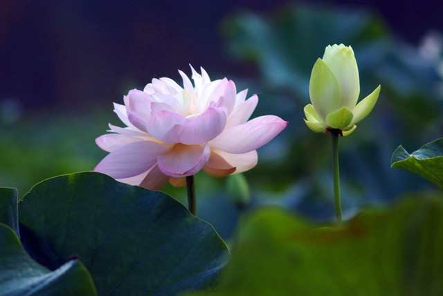 微距镜头焦距怎么选择-图片2