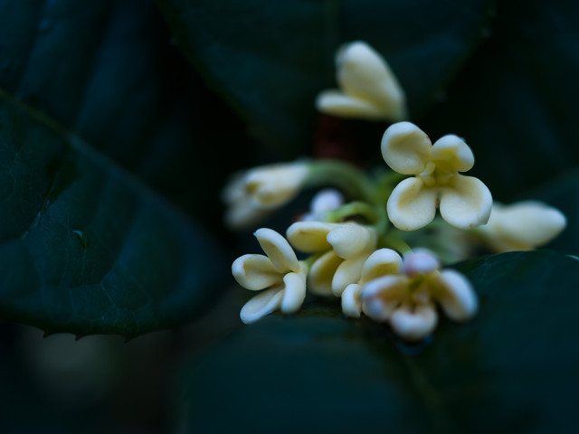 微距镜头焦距怎么选择-图片4