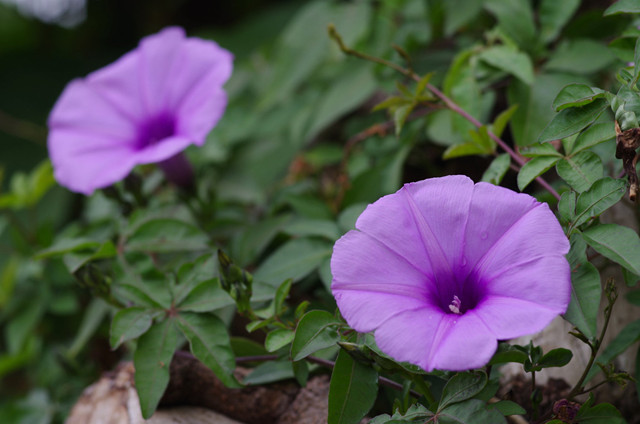 微距镜头焦距怎么选择-图片5