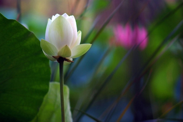 微距镜头焦距怎么选择-图片6