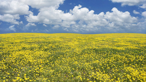 摄影为什么需要构图