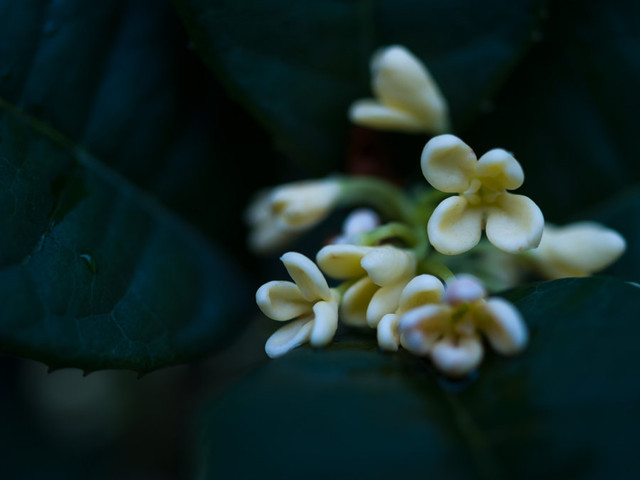 35mm微距镜头拍摄的桂花作品大全-图片1