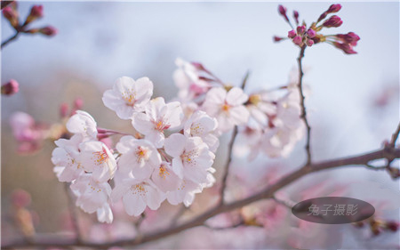 烟台樱花摄影-图片11