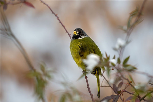 野鸟摄影的过程——接近野鸟-图片2