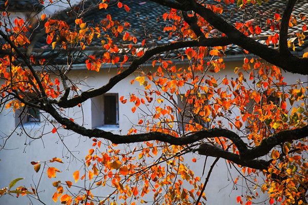 皖南古村落——安徽塔川古镇秋色图-图片4