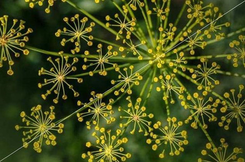 拍摄花卉摄影的技巧方法