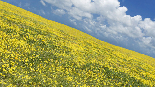 摄影为什么需要构图