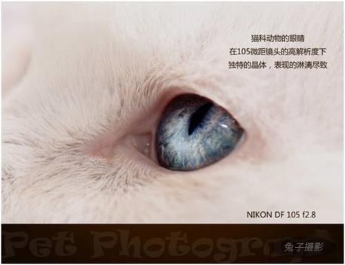 宠物摄影图片-图片2