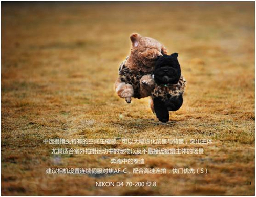 宠物摄影图片-图片6