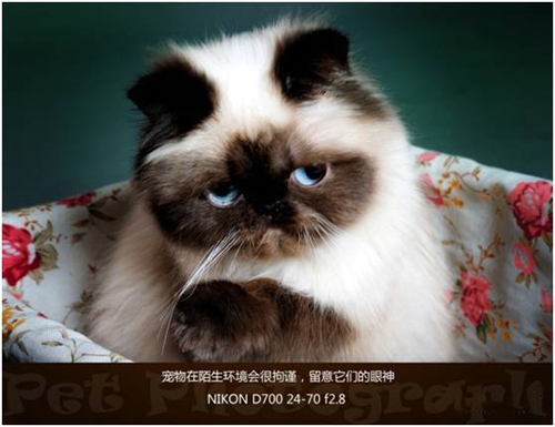 宠物摄影图片-图片13