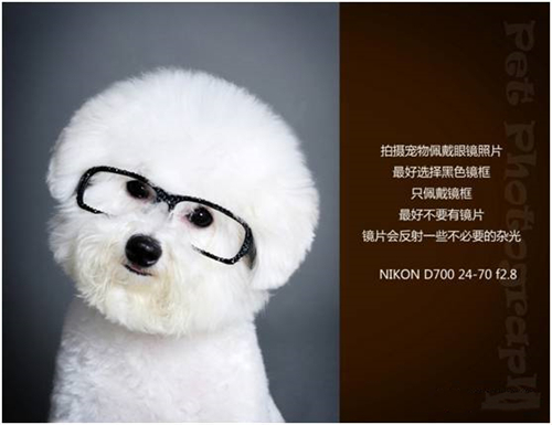 宠物摄影图片-图片22