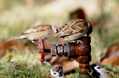 野鸟摄影的要领——松懈野鸟的警惕性-图片2