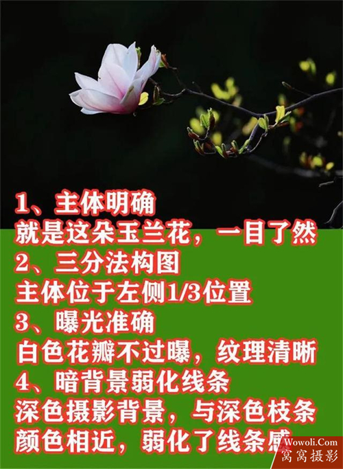 花朵摄影作品赏析