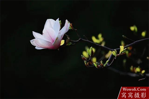 花朵摄影作品赏析