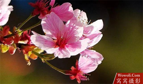 花朵摄影作品赏析