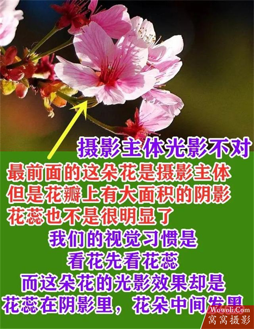 花朵摄影作品赏析