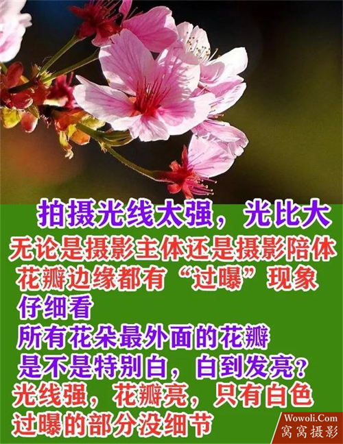 花朵摄影作品赏析