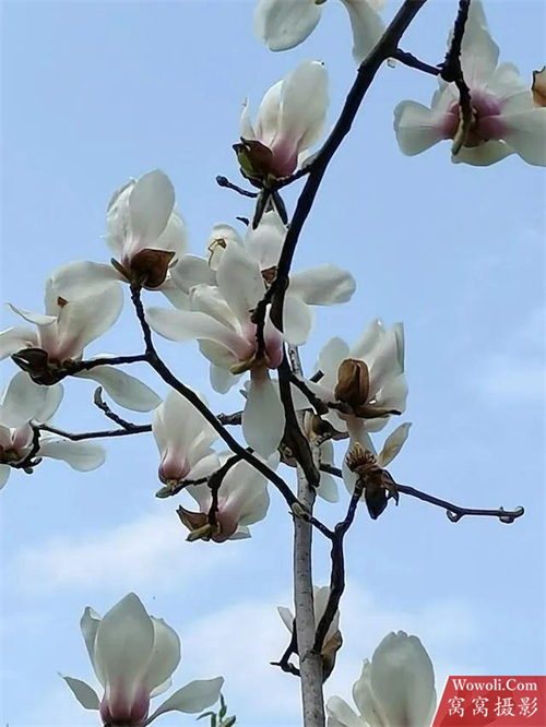 花朵摄影作品赏析