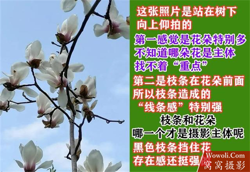 花朵摄影作品赏析