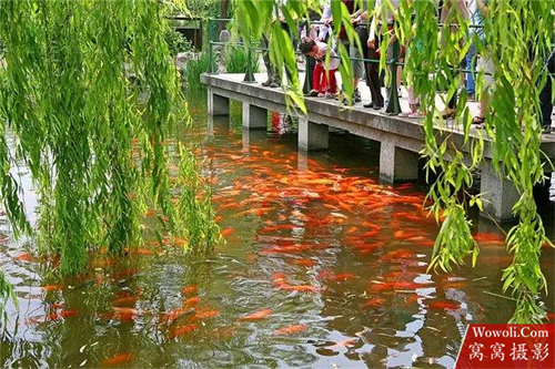 西湖十景-图片6