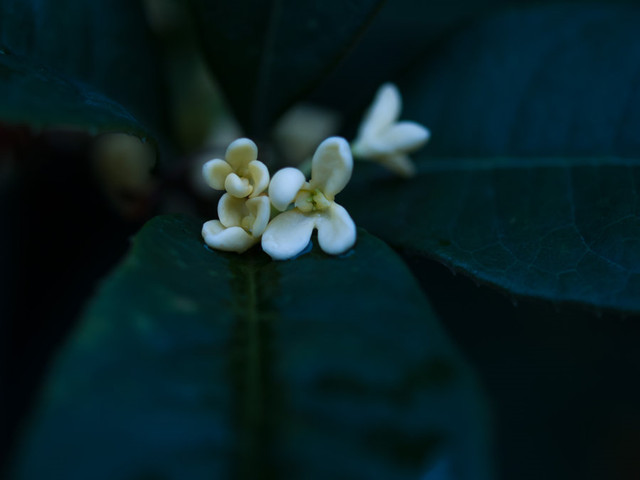 35mm微距镜头拍摄的桂花作品大全-图片2