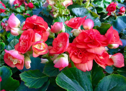 摄影照明的种类及技巧-图片3